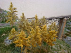 12 herbstliche Lärchen 10cm bis 12 cm