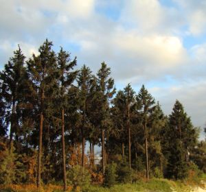 5 Fichten und 5 Kiefern ca. 10 bis 13 cm