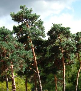 15 finescale B&auml;ume 10cm bis 13 cm 